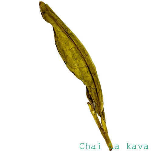 Анжі (білий чай) 3 Анжі (білий чай) - Зображення 3