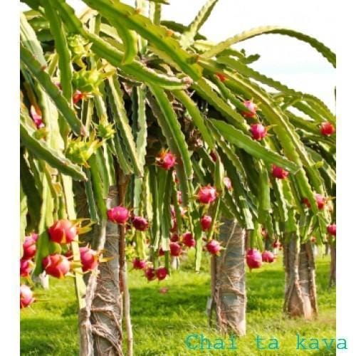 Чай Ма-тя пурпурова "Пітайя" (Драгон-фрут) 80 г 3 Чай Ма-тя пурпурова "Пітайя" (Драгон-фрут) 80 г - Зображення 3